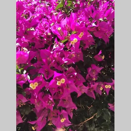 Porto-braga Country Side - Private Swimming Pool Alvarelhos