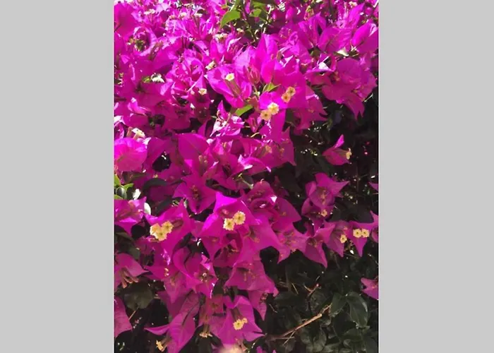 Porto-braga Country Side - Private Swimming Pool Alvarelhos